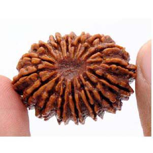 Introduce Rudraksha in Life and Improve your Personal Aura!!